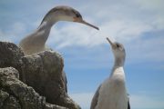 Shags (Takaka 2013)