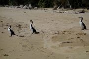 Shags (Takaka 2013)