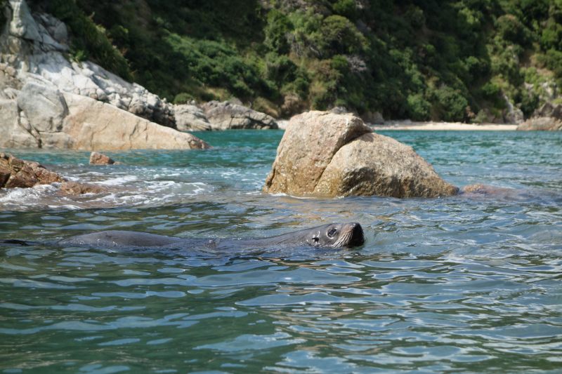 Swimming seal (Takaka 2013)