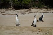 The same shags (Takaka 2013)