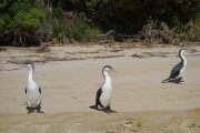 The three shags again (Takaka 2013)