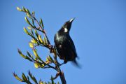 Time to fly away fast (Takaka 2013)