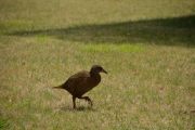 Weka (Takaka 2013)