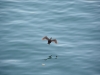 A flying shag (Takaka 2013)