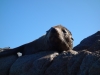 A seal for Leonie (Takaka 2013)