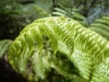 Another another fern (Takaka 2013)