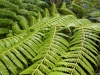 Another Fern (Takaka 2013)