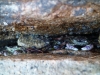 Crabs (Takaka 2013)