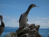 Curious shags 2 (Takaka 2013)