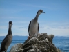 Curious shags (Takaka 2013)