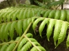Fern (Takaka 2013)