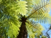 Ferns 2 (Takaka 2013)