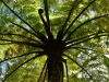 Ferns (Takaka 2013)
