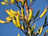 Flax flowers (Takaka 2013)