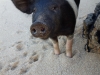 Hello Mrs Pig (Takaka 2013)