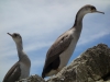 Hello shags 3(Takaka 2013)