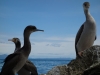 Inquisitive shags (Takaka 2013)