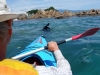Kayaking with a seall (Takaka 2013)