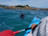 Kayaking with the seals (Takaka 2013)