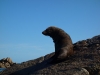 Mr seal 2 (Takaka 2013)