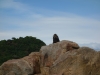 Mr Seal (Takaka 2013)