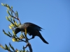 Mr Tui has a feed (Takaka 2013)