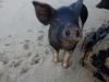 Mrs Pig 2 (Takaka 2013)