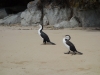 Only two shags now (Takaka 2013)