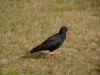Oyster catcher 2 (Takaka 2013)