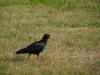 Oyster catcher 4 (Takaka 2013)