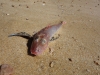 Poor little fish (Takaka 2013)