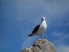 Seagull on the rock (Takaka 2013)