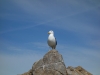 Seagull on the rock (Takaka 2013)
