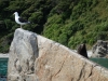 Seagulls and seal 2 (Takaka 2013)