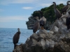 Shags on the rock 2 (Takaka 2013)