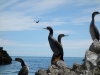 Shags on the rock 3 (Takaka 2013)