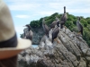 Shags on the rock (Takaka 2013)