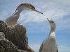 Shags (Takaka 2013)