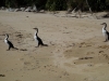 Shags (Takaka 2013)