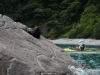 Sleep seal (Takaka 2013)