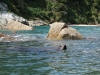 Swimming seal (Takaka 2013)
