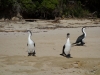 The same shags (Takaka 2013)