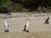 The three shags again (Takaka 2013)