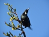 Time to fly away fast (Takaka 2013)