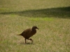 Weka (Takaka 2013)