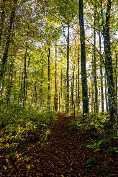 Running in the forest above the apartment (Time for a Boogie Oct 2022)