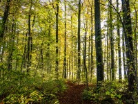 Running in the forest above the apartment (Time for a Boogie Oct 2022)