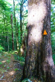 Big tree on the track (Garibaldi Tramp 2019)