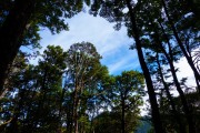 Blue through the trees (Garibaldi Tramp 2019)