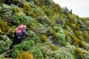 Bush bashing (Garibaldi 2019)